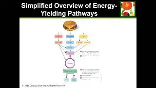 NUTR1 Chapter7 15thed video