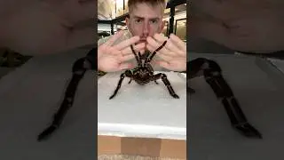Goliath birdeater