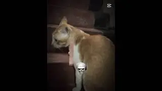 Bangladeshi cat or aura?☠️🇧🇩 #cat #shorts #foryou #funny #trollface #viral #cute #fyp #viralshort