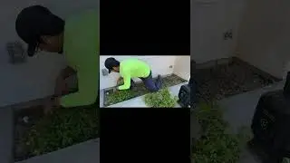 Well needed clean up.🌱 #Explore#ForYou#Satisfying#LawnCare#Gardening#Quality#Work#FYP#Like#Share