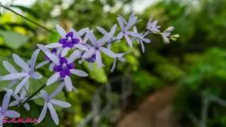 Allan garden