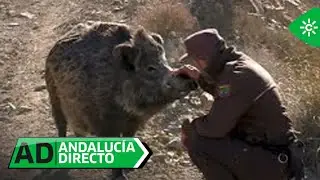 Andalucía Directo | La relación especial de un guarda rural y el jabalí al que salvó la vida