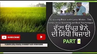 SRB Technique Part 4 | Seeding of Rice On Beds Part 4 | ਵੱਟਾ ਉੱਪਰ ਝੋਨੇ ਦੀ ਸਿੱਧੀ ਬਿਜਾਈ Part 4