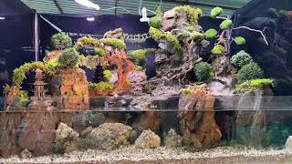 3 waterfall paludarium #like #viralvideo #trending #explore Music: Walk Musician: Ikson 