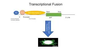 Reporter Gene Fusion Techniques