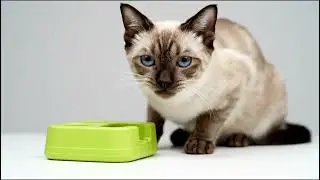 ASMR: Life Cycle of a Siamese Cat (Whispered for Deep Sleep)From White Kitten to Blue-Eyed Beauty 💙
