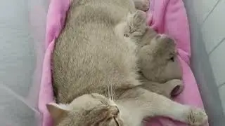 Day12 ❤️ Dive into a World of Love and Care with British Cat Tara and Her Kittens