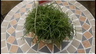 What can you find  around roots when repotting new plants? | Repotting epiphytes and lithophytes