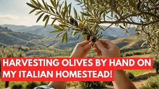 Harvesting Olives by Hand on my Italian Homestead for Olive Oil!