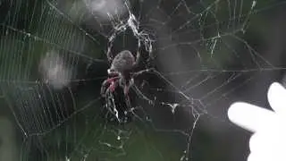 Do Spiders Have Ears?