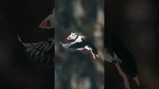 Skomer Puffin Mid Flight! #321bang #skomer #wildlifephotography #skomerpuffin #travel
