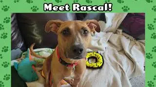 Rascal Adoption Video