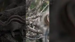 Two squirrels| Peak cuteness |#naturemoment #squirrels #wildlife #tinyjoy #caughtinthewild