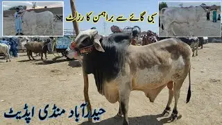 Sibbi se Brahman cross bread bachri | Hyderabad mandi update | Sindhi Cattle Market | March 26, 2025