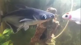 Aquarium #water animal #fish pot#artificial fish pot#