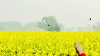 Real Nature Video| Beautiful Nature Scene&rdquo;