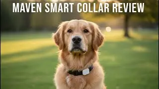 Maven Smart Collar - Veterinary Cardiologists Verdict