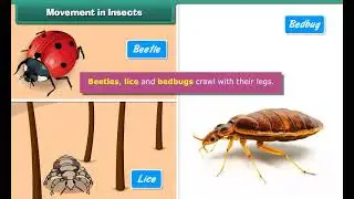 Movement in Insects