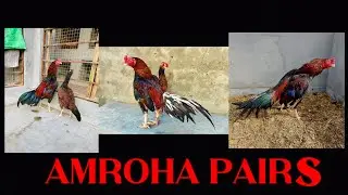 Pakistan Aseel | High Rated Amroha aseel pair | Complete medicine for ریشا|Amroha murga ki pehchan |
