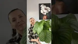 Как вырастить идеальную калатею орбифолию! НОВОЕ ВИДЕО уже на канале ‼️#калатея #калатеяорбифолия