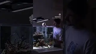 Feeding my reef tank phytoplankton. #aquarium #coralreef #reeftank #fishtank #coral #reefkeeper