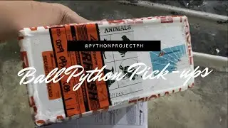 First Pick Up of the 2021 Season | Ball Python Pick-Ups