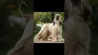 #the Afghan Hound#Dog Breeds