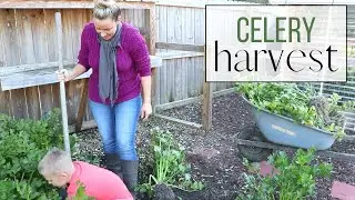 Celery Harvest! || Our LAST harvest in Virginia! || How I Freeze Celery