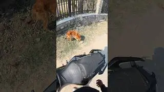 Bhukha Tha Ye Kutta&hellip; Khilaya To Dil Jeet Liya ❤️🐶 | Emotional Dog Short | #help #dog #shorts #viral