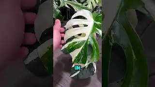 MONSTERA ALBO: POR QUE TODO MUNDO QUER ESSA PLANTA RARA?