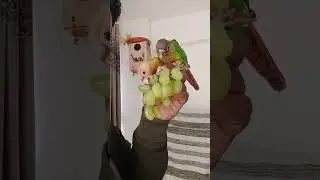 🍇session wala fruits dejiye | Conure birds |#birds #birds #viralvideo #parrot #talkingparot #parrot