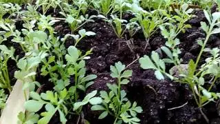 असालिया  की  खेती !