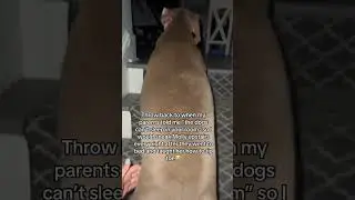 Dog tip toe