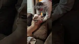 Спасенная собака нашла любящего хозяина #спасеннаясобака #брошеннаясобака #питбуль #любительсобак...