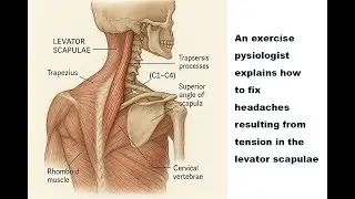 Mark Goswell - levator scapulae tension