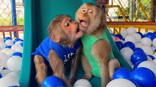 Baby monkey play ball and dance together in the afternoon