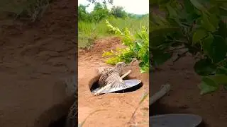 Desi trick to catch partridge #teetar #desi #jugaad #trending #shorts