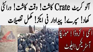 Potato Crate Ke Kasht! کریٹ آلو کی کاشت ! تمام  ورائیٹیز  کاشت! خوراک ! سپرے اور پیداوار کی تفصیلات 