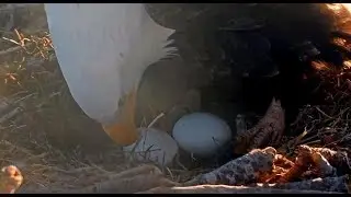 Big Bear Eagles ~ PIP WATCH Continues! Stick Mishap - Almost Goes On Eggs! Closeups/Zoom 2.16.20