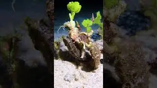 This tiny seahorse has a big personality✨🤏 #rajaampatdiving #indonesiadiving