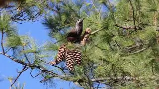 Eurasian Nutcracker in Action: A Close Encounter