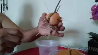 MINHA EXPERIÊNCIA COM CAROÇOS DE ABACATE