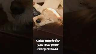 Pet-Friendly Relaxation 🐾💖 #relaxingmusic #calmpets #jazzforrelaxation #jazzforsleep #soothing