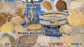 Ek hi Factory par Murgi 🐓 Bakre 🐏 aur Dairy 🐄 ke feed's tayaar hoti hai | Ready Animal Feed Factory
