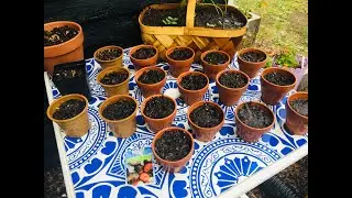 Companion Planting Cucumbers and Dill in Containers| Raised Bed Urban Gardening| Spring| May 2022