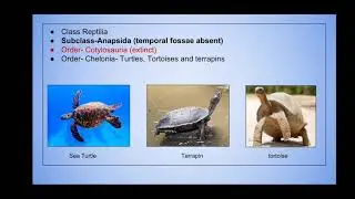 Class Reptilia  classification Chelone, Ichthyosaurus