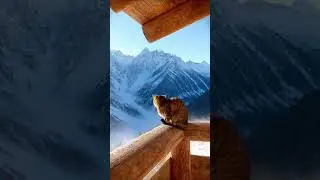 Cat&rsquo;s Mountain Stare Avalanche Escape