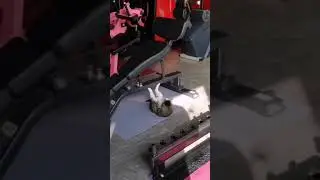 Found a fat cat has free gym membership 🤣#shorts #cats #gym