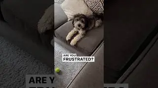Frustrated Dog Asks for Help | Try Not to Laugh 🤭🐶 #dog #puppy #funny