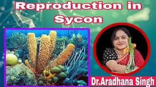 Sexual Reproduction in  Sycon (Phylum Porifera)